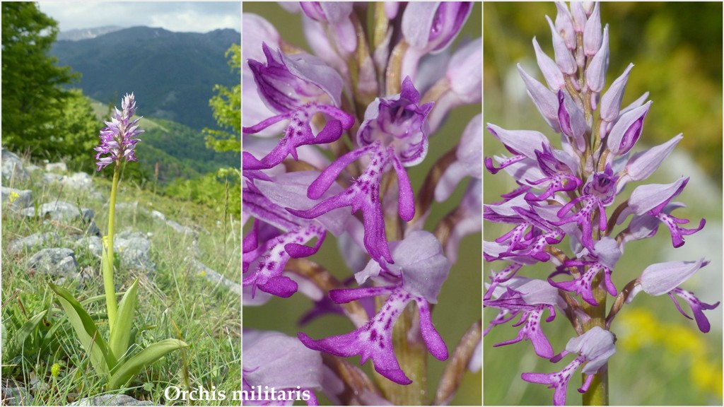 Orchis spitzelii ele altre - Passo Godi  (LAquila)  maggio e giugno 2017